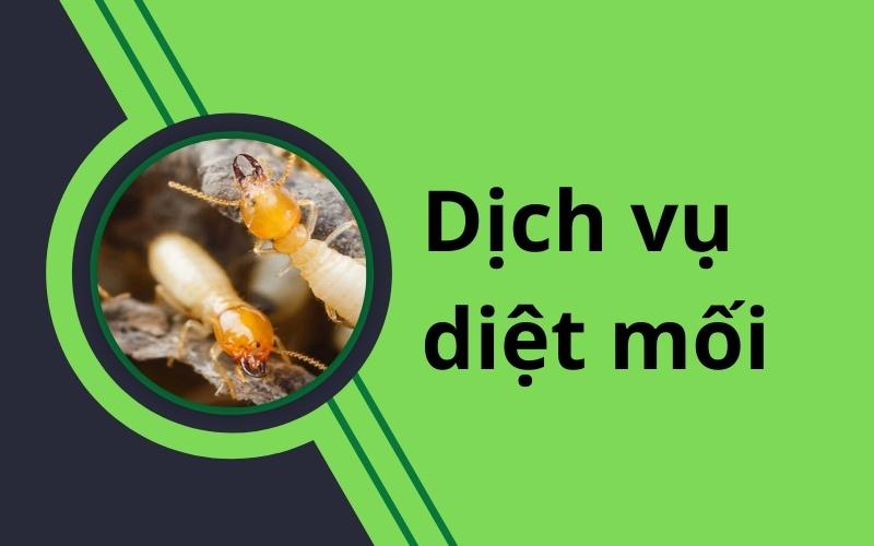 Dịch Vụ Diệt Mối Tại Tây Ninh - Giải Pháp Tận Gốc, Hiệu Quả 100%